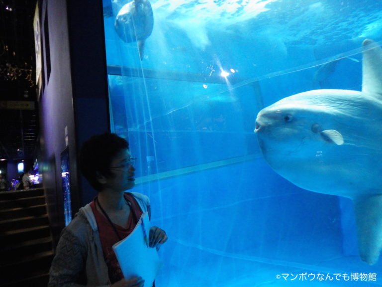 日本の水族館一覧 マンボウなんでも博物館