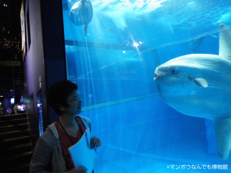 マンボウなんでも博物館 について マンボウなんでも博物館