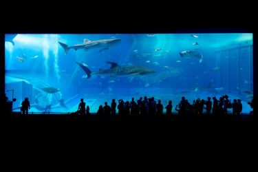 世界の水族館マップ World Aquariums Map マンボウなんでも博物館