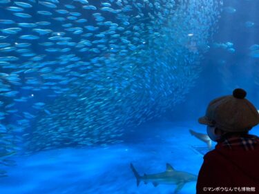 海外の水族館と日本動物園水族館協会に加盟する日本の水族館一覧 マンボウなんでも博物館