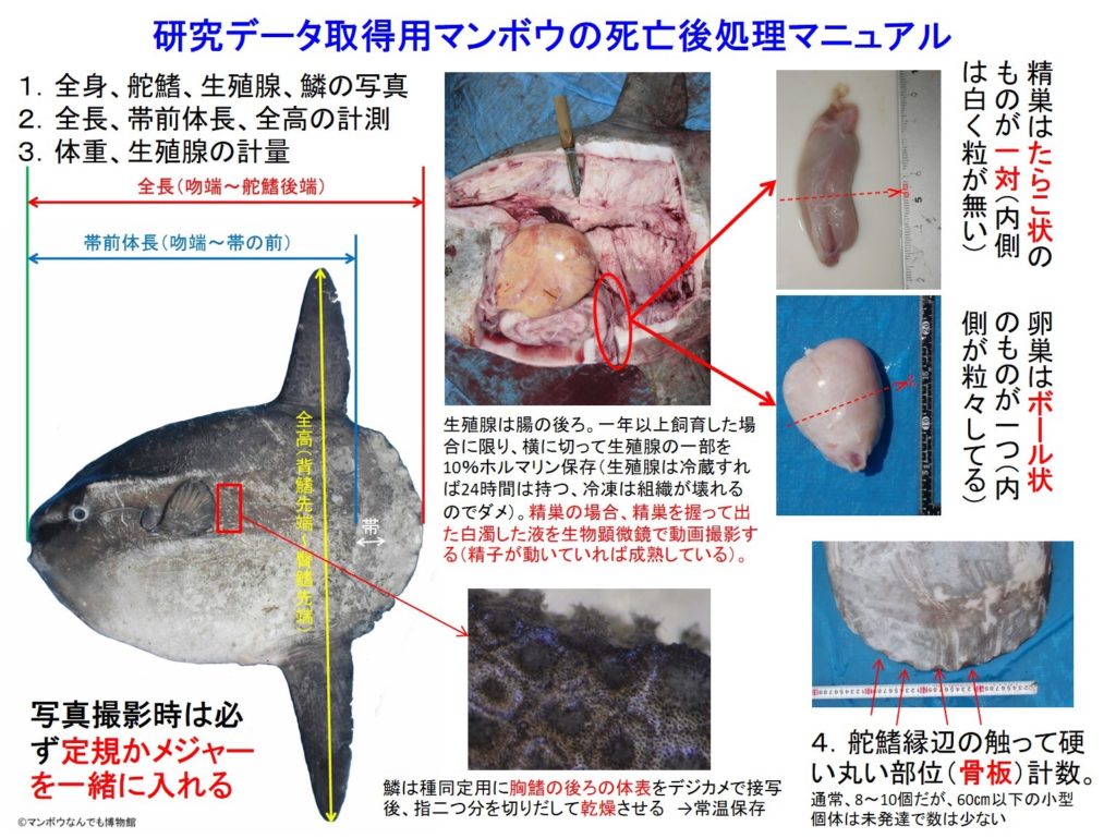 マンボウに関する情報を集めています マンボウなんでも博物館