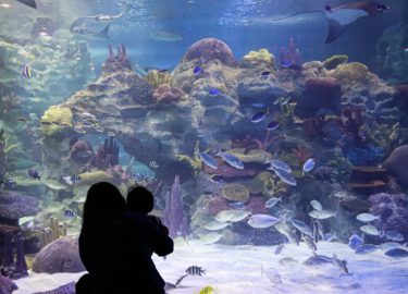 海外の水族館と日本動物園水族館協会に加盟する日本の水族館一覧 マンボウなんでも博物館