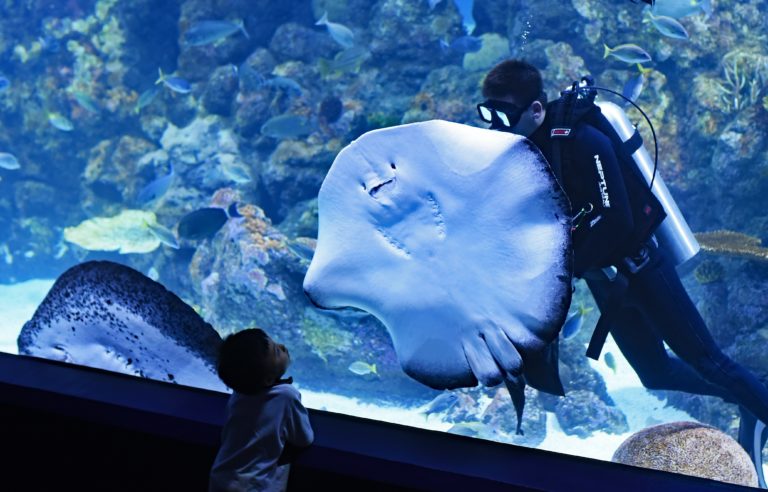 世界に水族館はいくつある 世界の水族館の数を地域区分 国別で比較 マンボウなんでも博物館