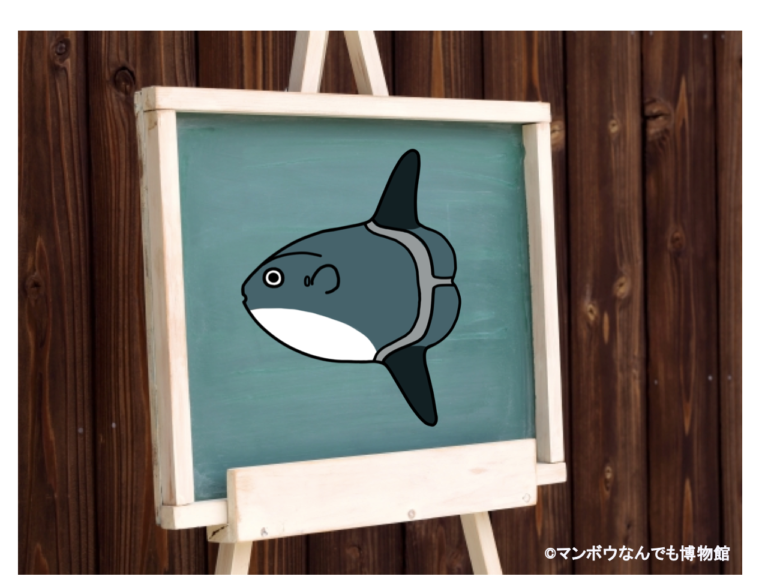 フグ目魚類の種数とイラスト 世界版 マンボウなんでも博物館