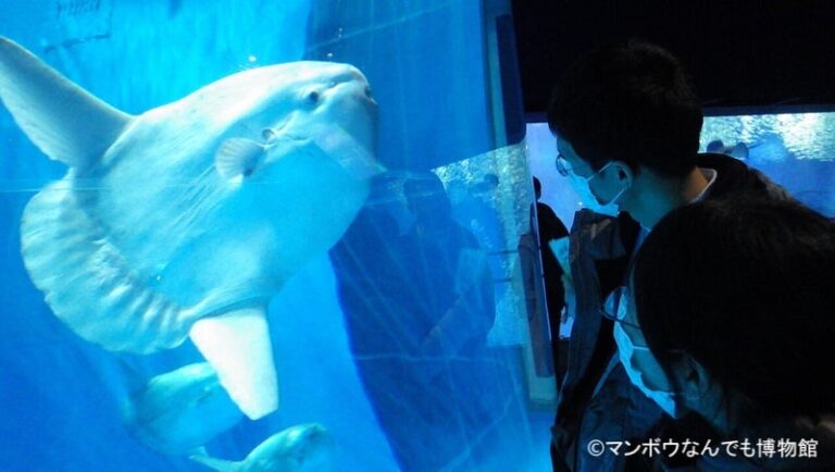 22年最新 日本でマンボウに会える水族館 飼育展示情報も紹介 マンボウなんでも博物館